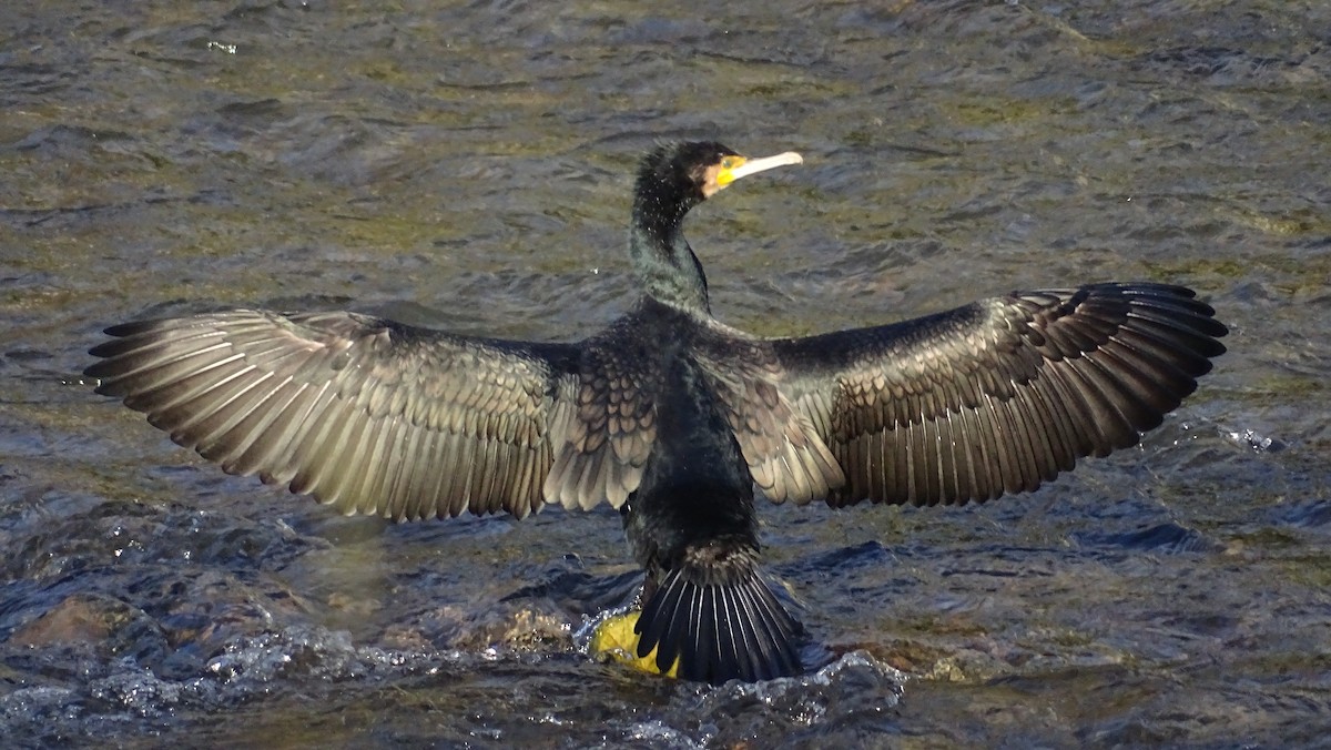 Great Cormorant - ML613810489