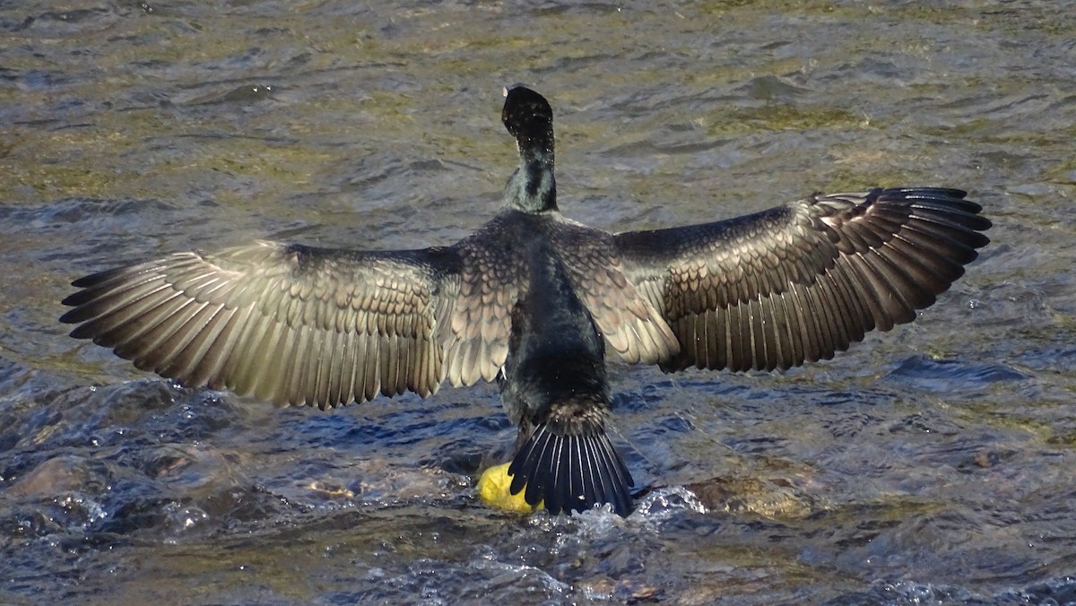 Great Cormorant - ML613810490