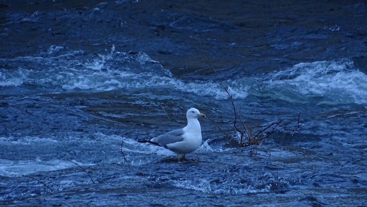 Yellow-legged Gull - ML613810493
