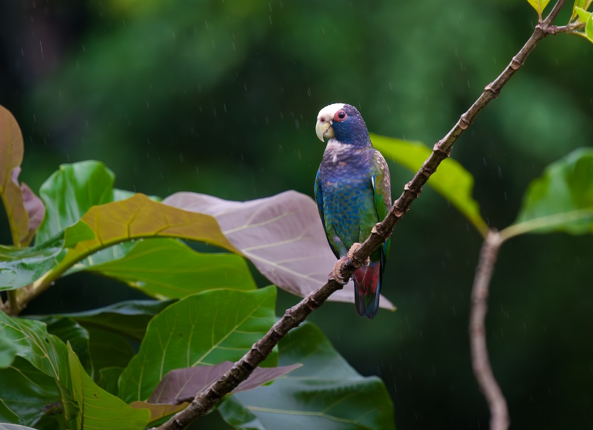 White-crowned Parrot - Jean Bonilla