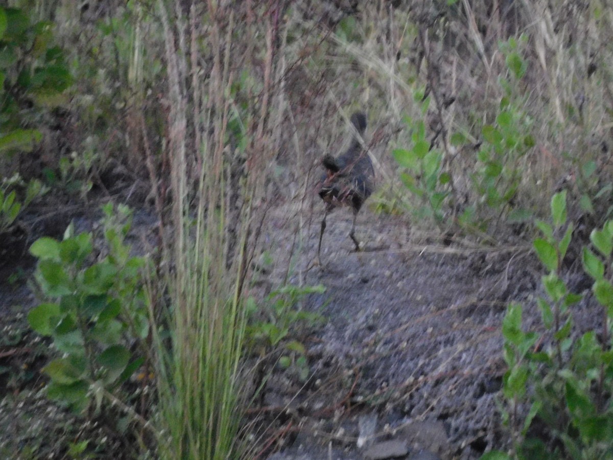 White-breasted Waterhen - ML613810550