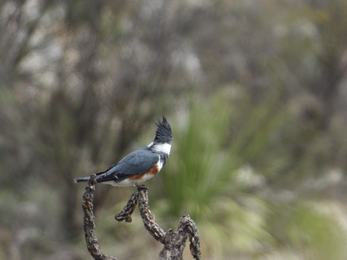 Belted Kingfisher - ML613810557