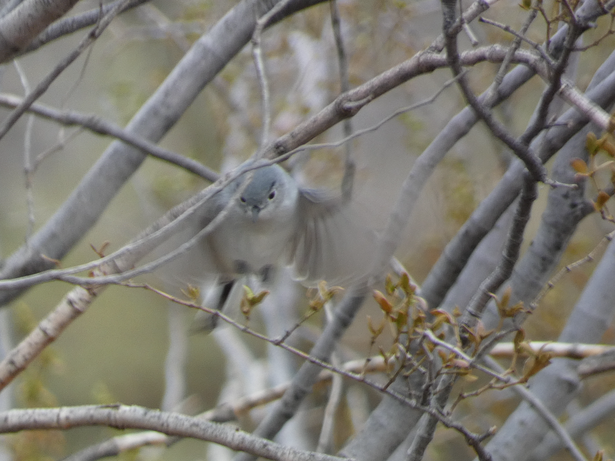 Black-tailed Gnatcatcher - ML613810587