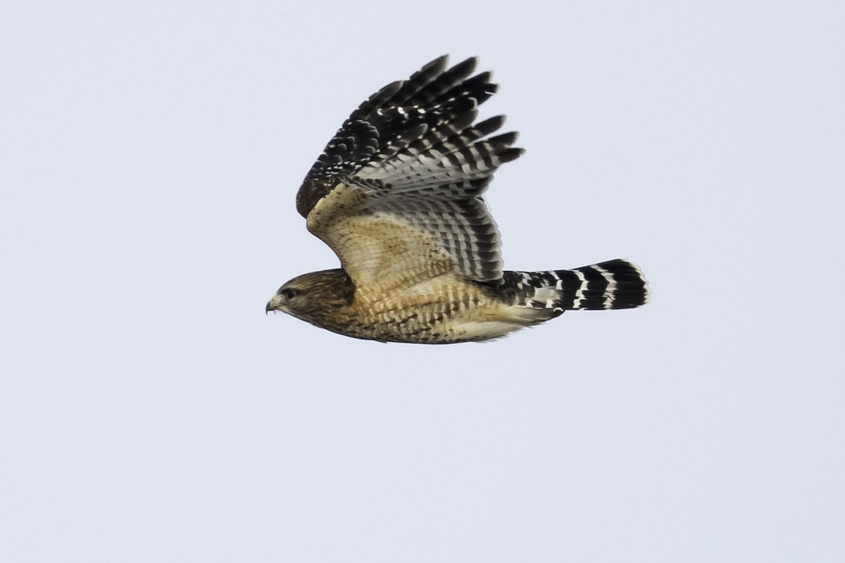 Red-shouldered Hawk - ML613810623