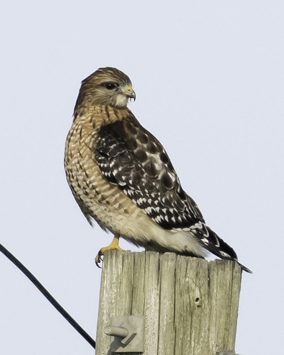 Red-shouldered Hawk - ML613810624