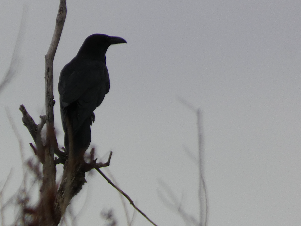 Common Raven - ML613810646