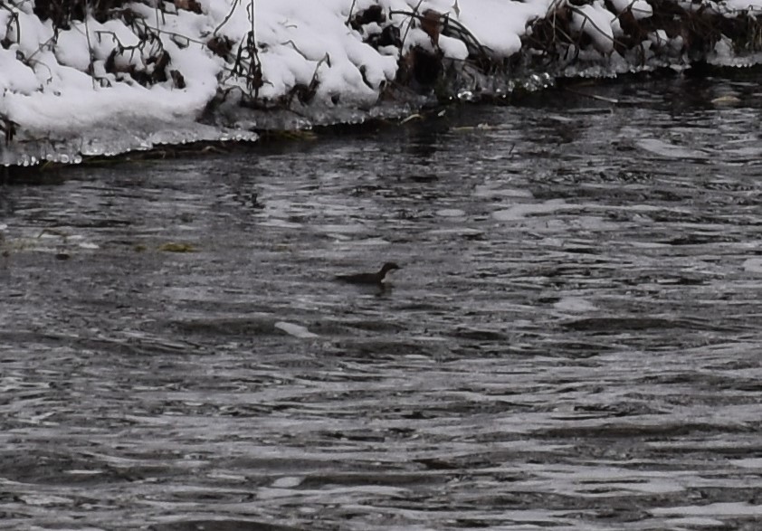 White-throated Dipper - ML613810701