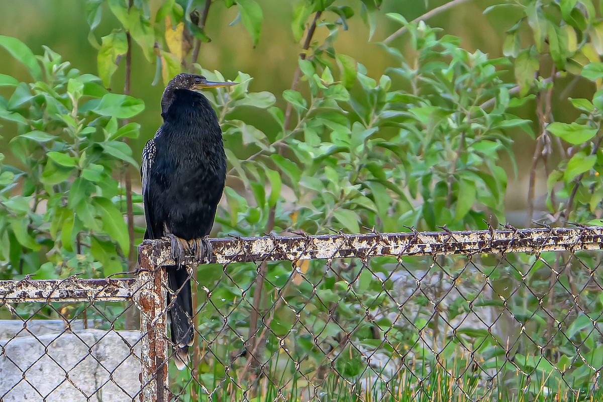 anhinga americká - ML613810755