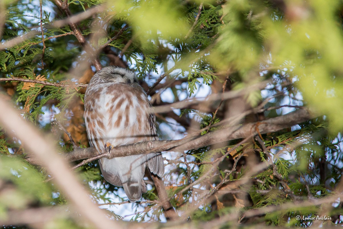 Northern Saw-whet Owl - ML613810763