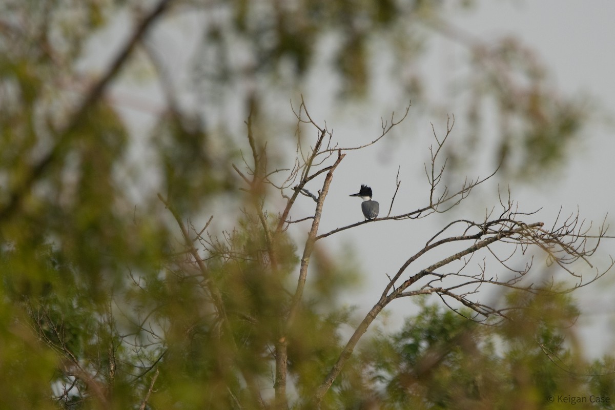 Belted Kingfisher - Keigan Case