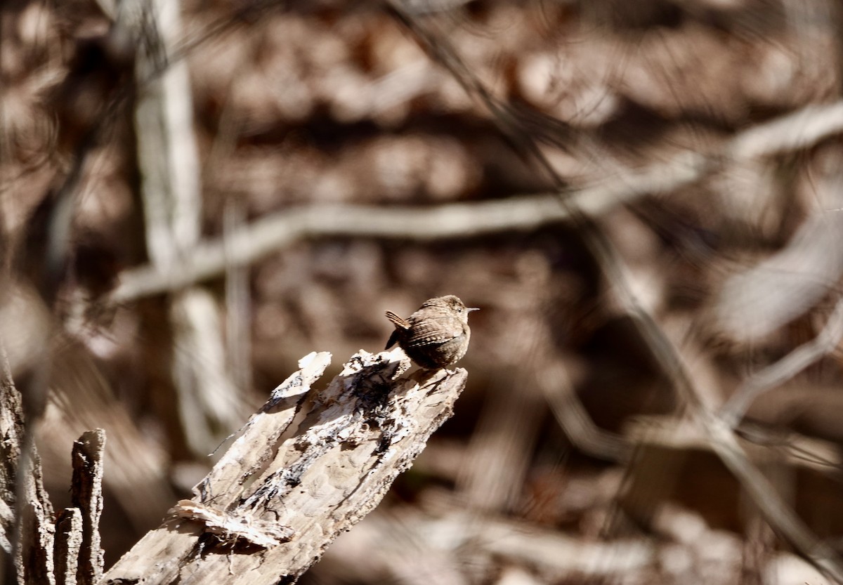 Winter Wren - ML613810940