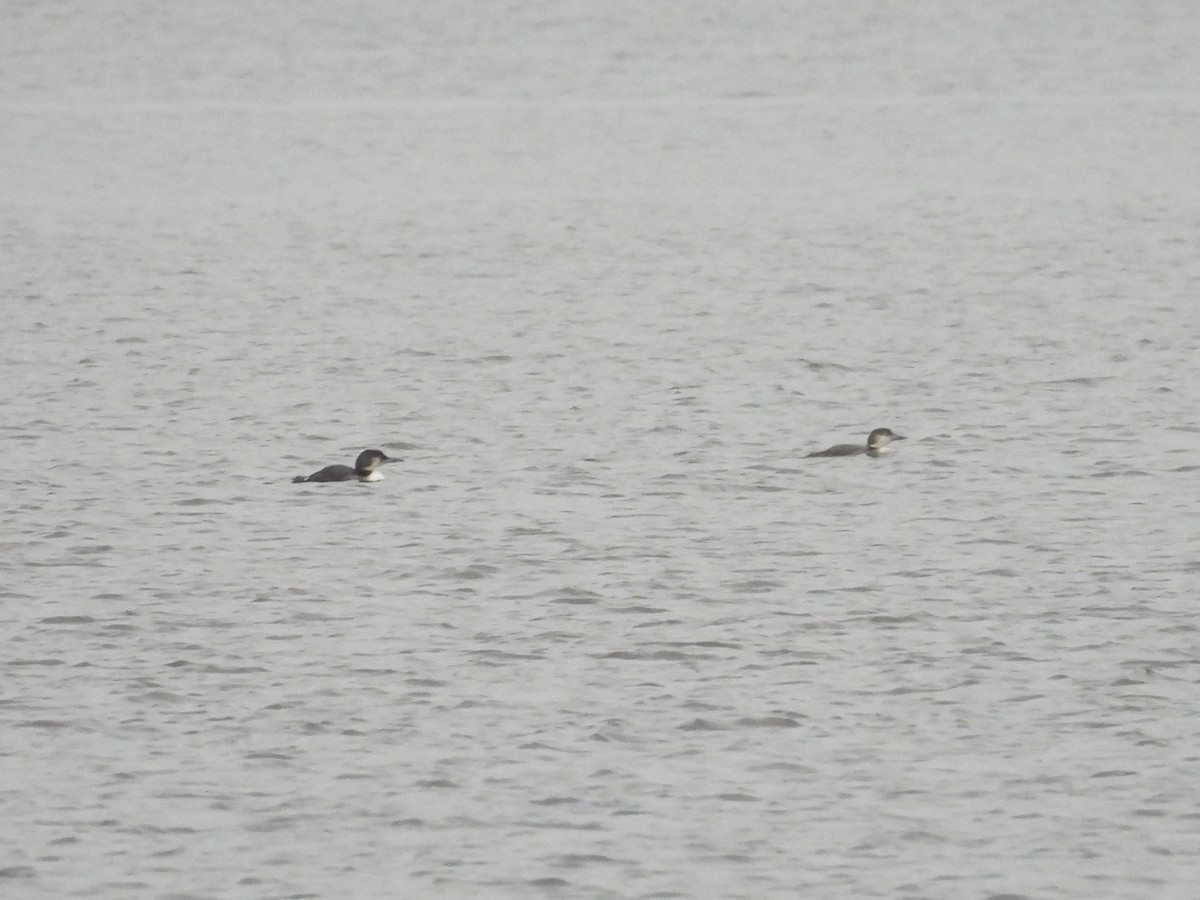 Common Loon - ML613810942