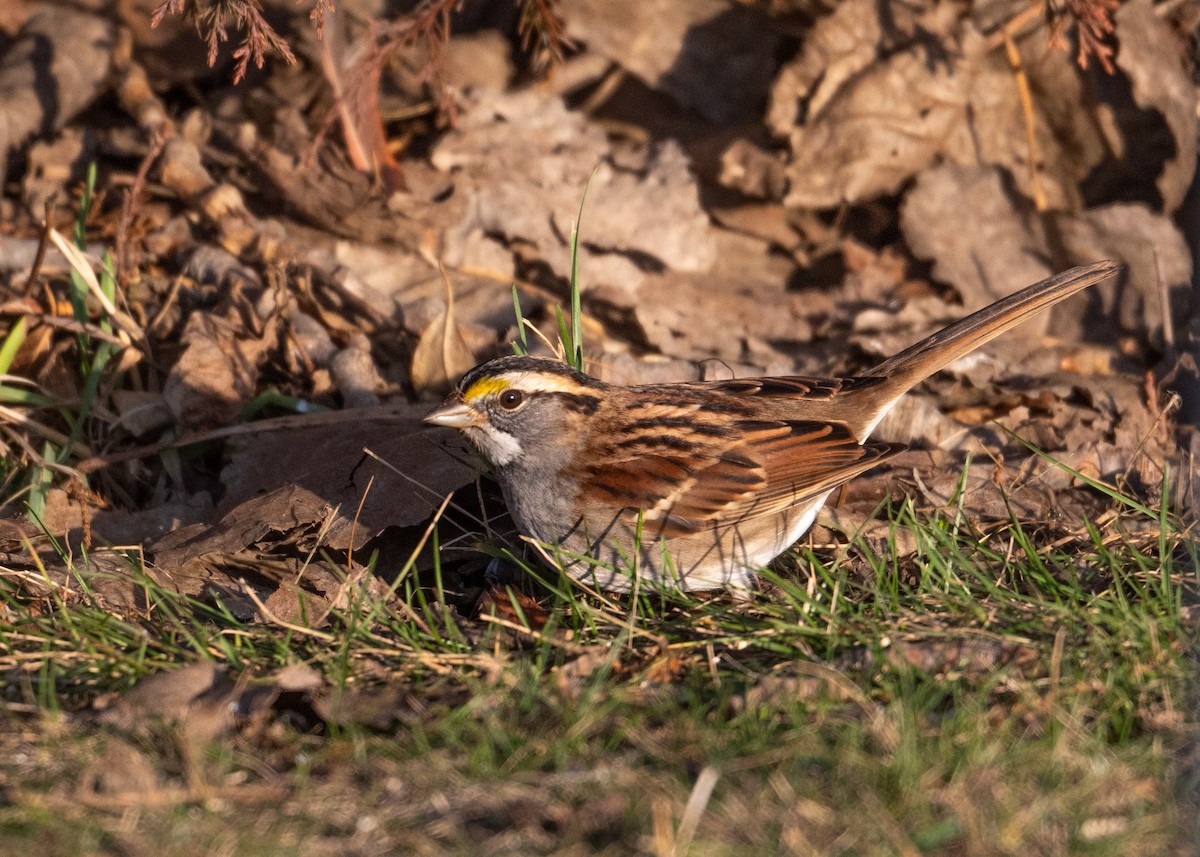 White-throated Sparrow - ML613810967