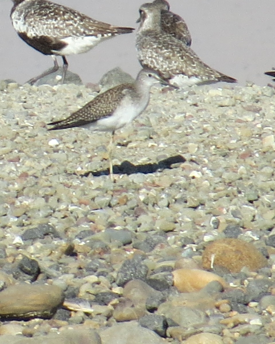 Lesser Yellowlegs - ML613811021