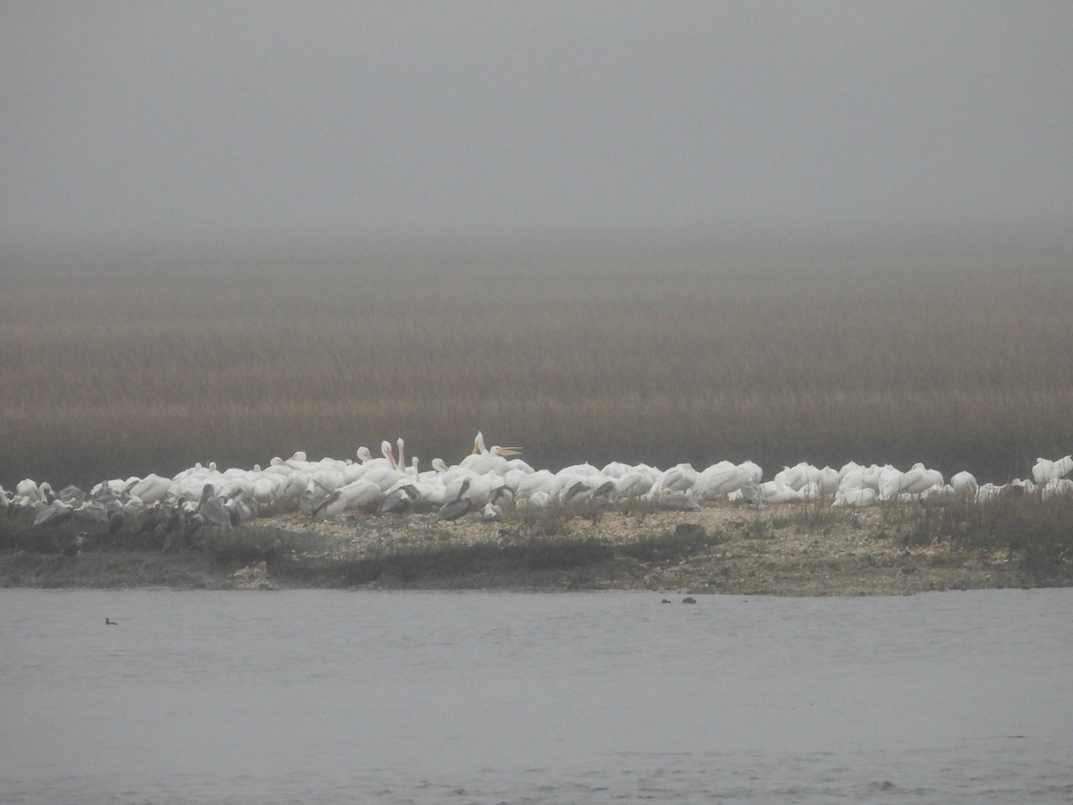 American White Pelican - ML613811038