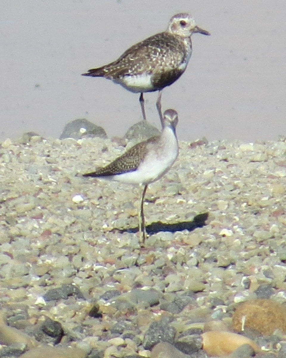 Lesser Yellowlegs - ML613811042