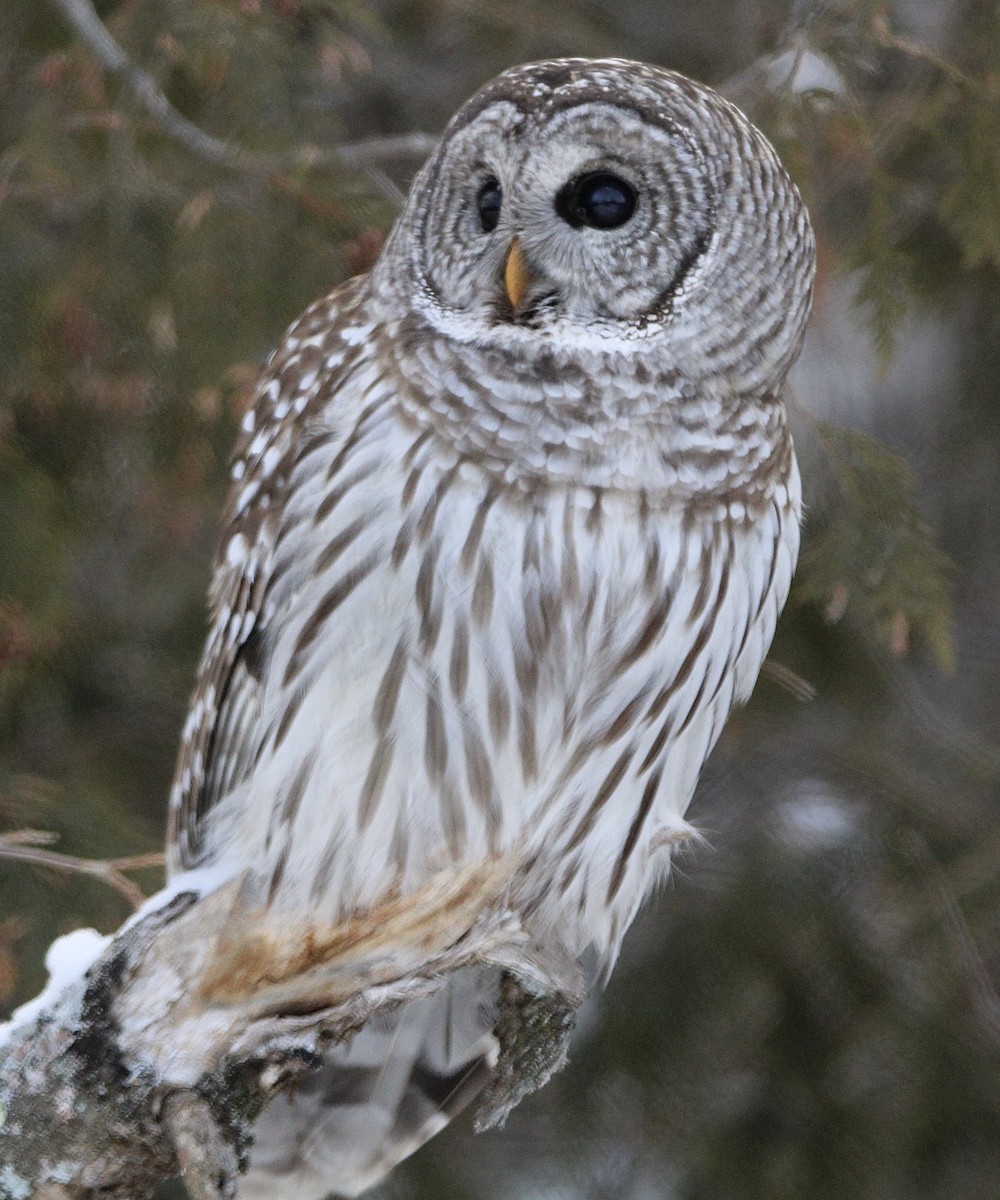 Barred Owl - ML613811068