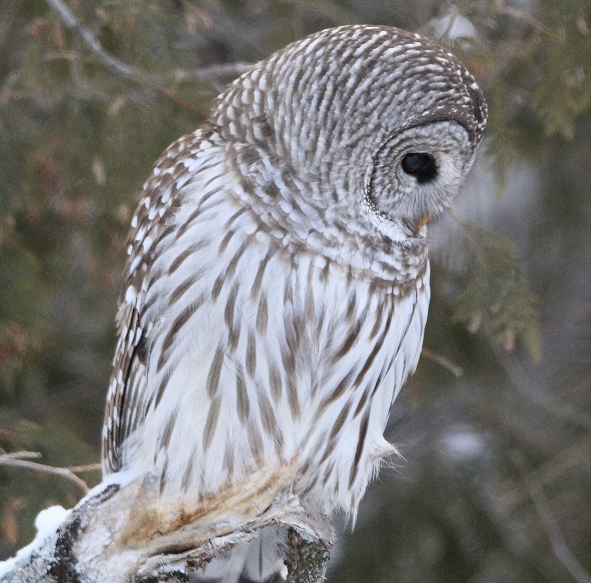 Barred Owl - ML613811069