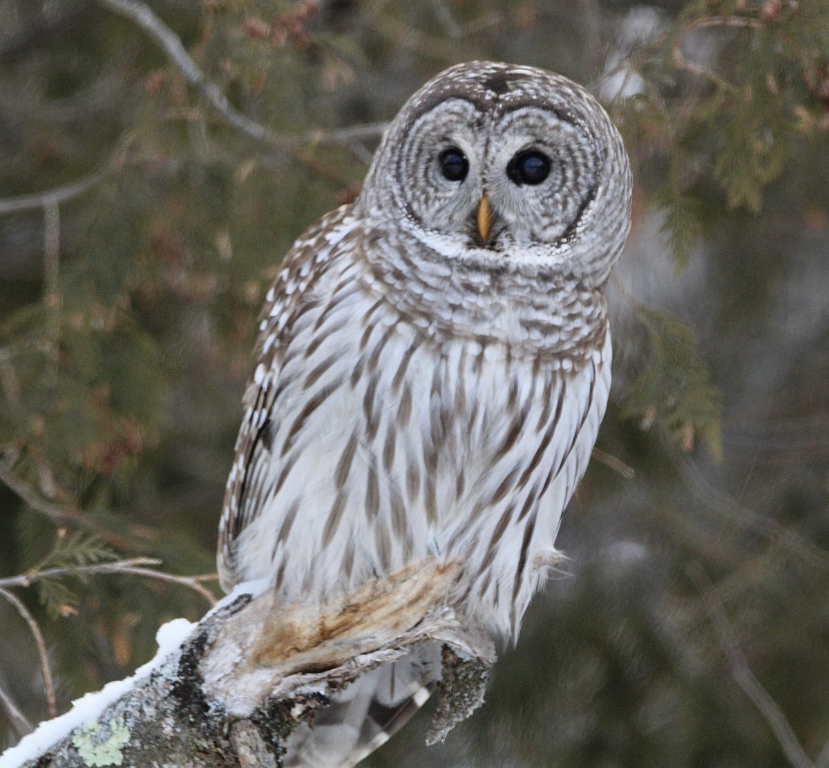 Barred Owl - ML613811070