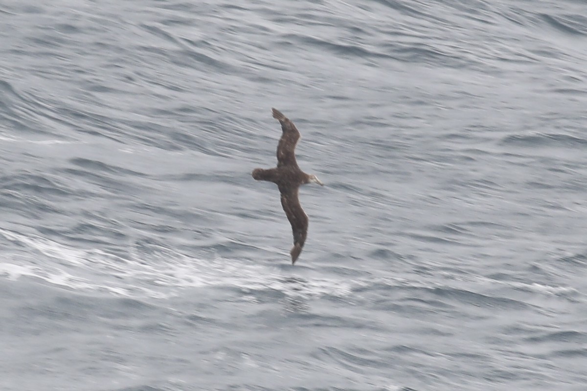 Southern/Northern Giant-Petrel - ML613811168