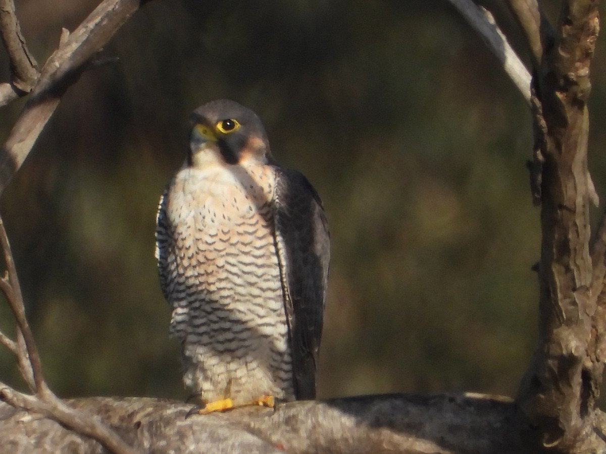 Peregrine Falcon (Mediterranean) - Thibault Dieuleveut