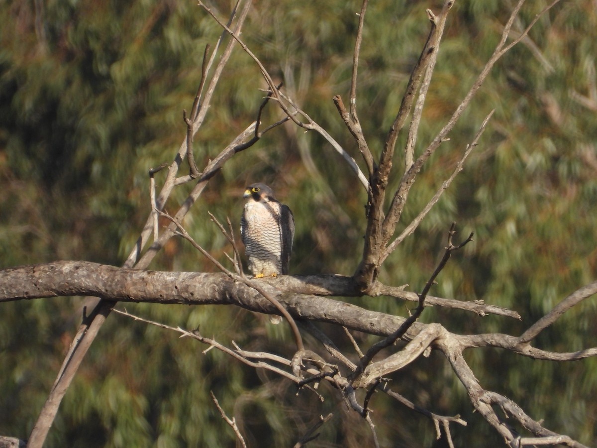 Peregrine Falcon (Mediterranean) - Thibault Dieuleveut