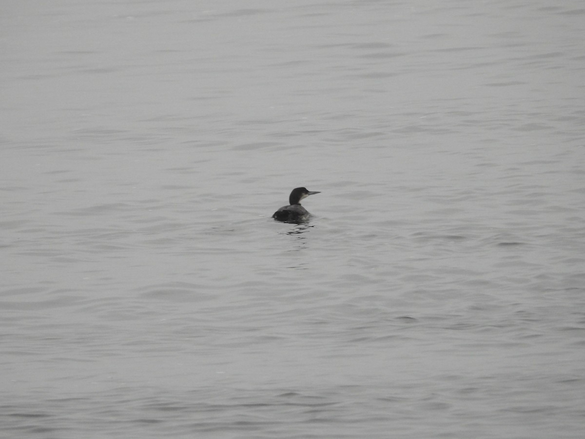 Common Loon - ML613811182