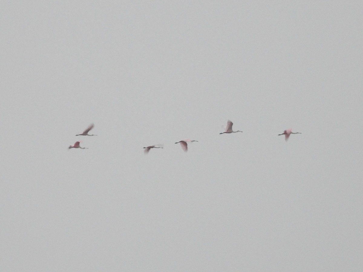Roseate Spoonbill - ML613811211