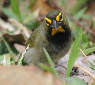 Yellow-faced Grassquit - ML613811296