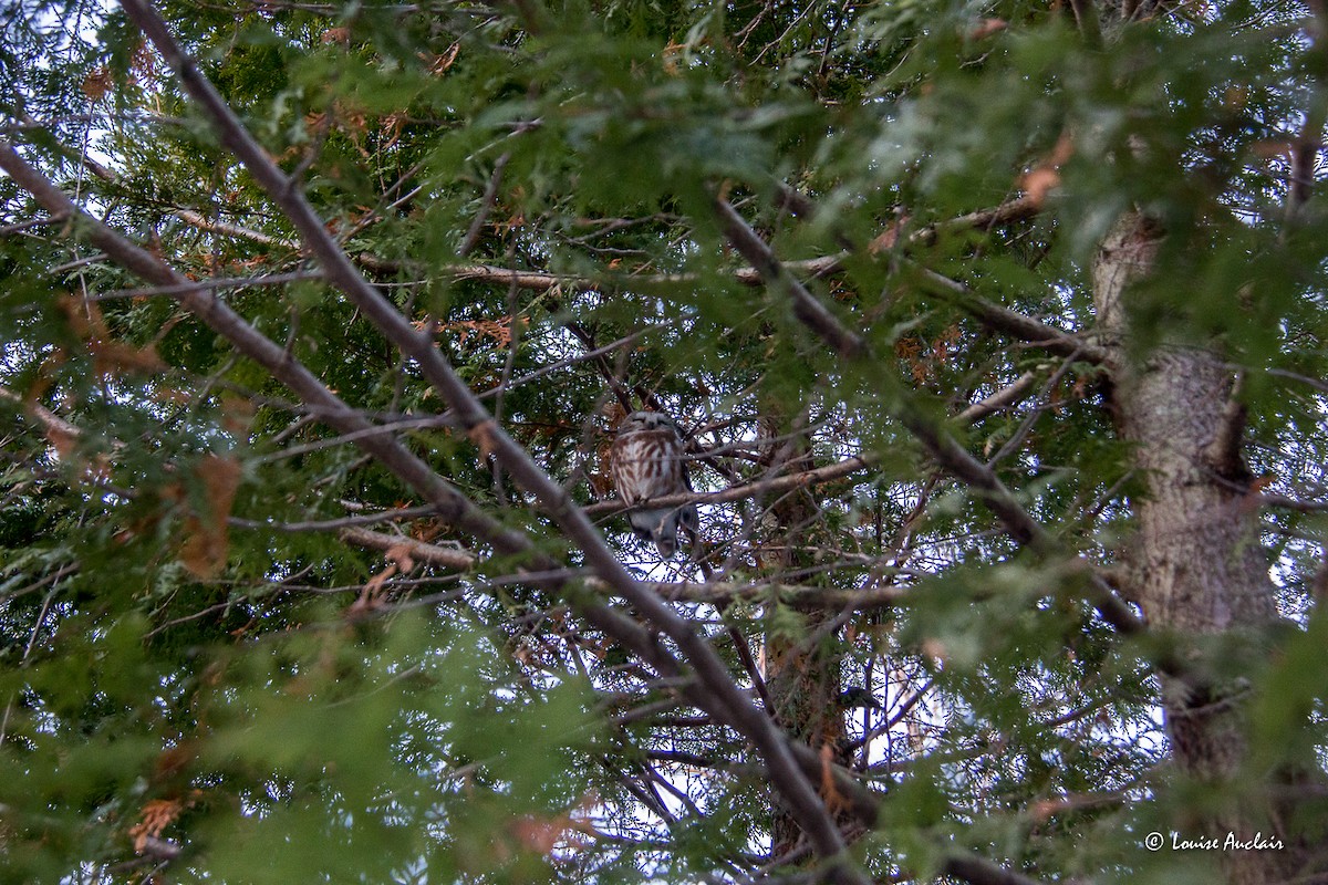 Northern Saw-whet Owl - Louise Auclair