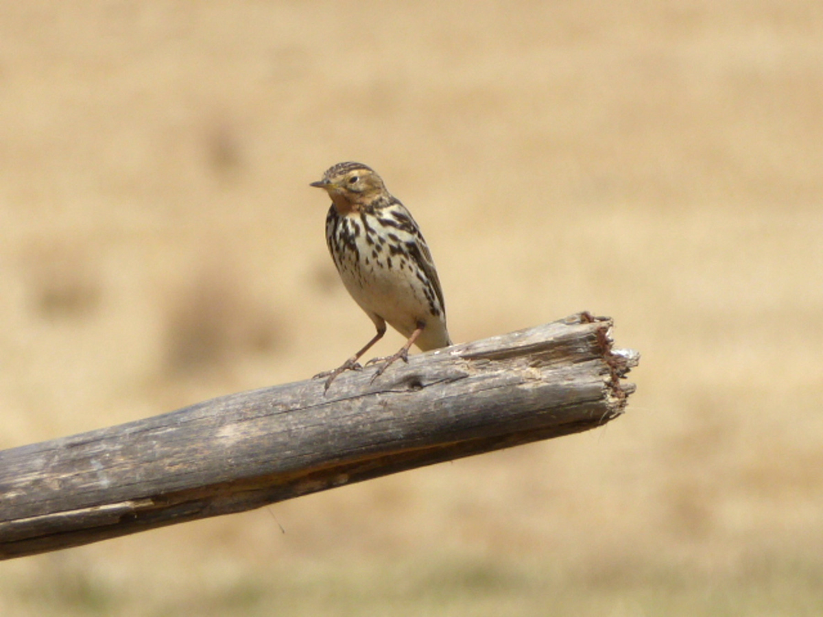 Pipit à gorge rousse - ML613811323