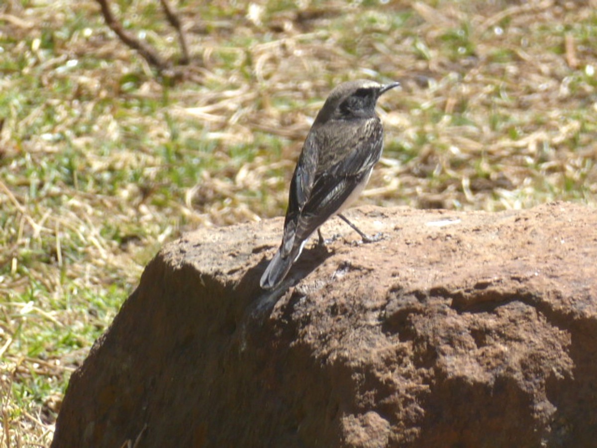 Pied Wheatear - ML613811340