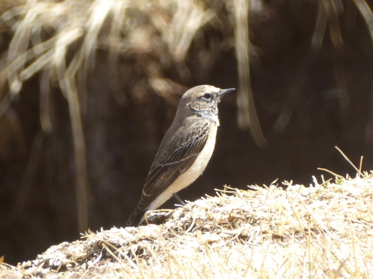 Pied Wheatear - Jose Estrada