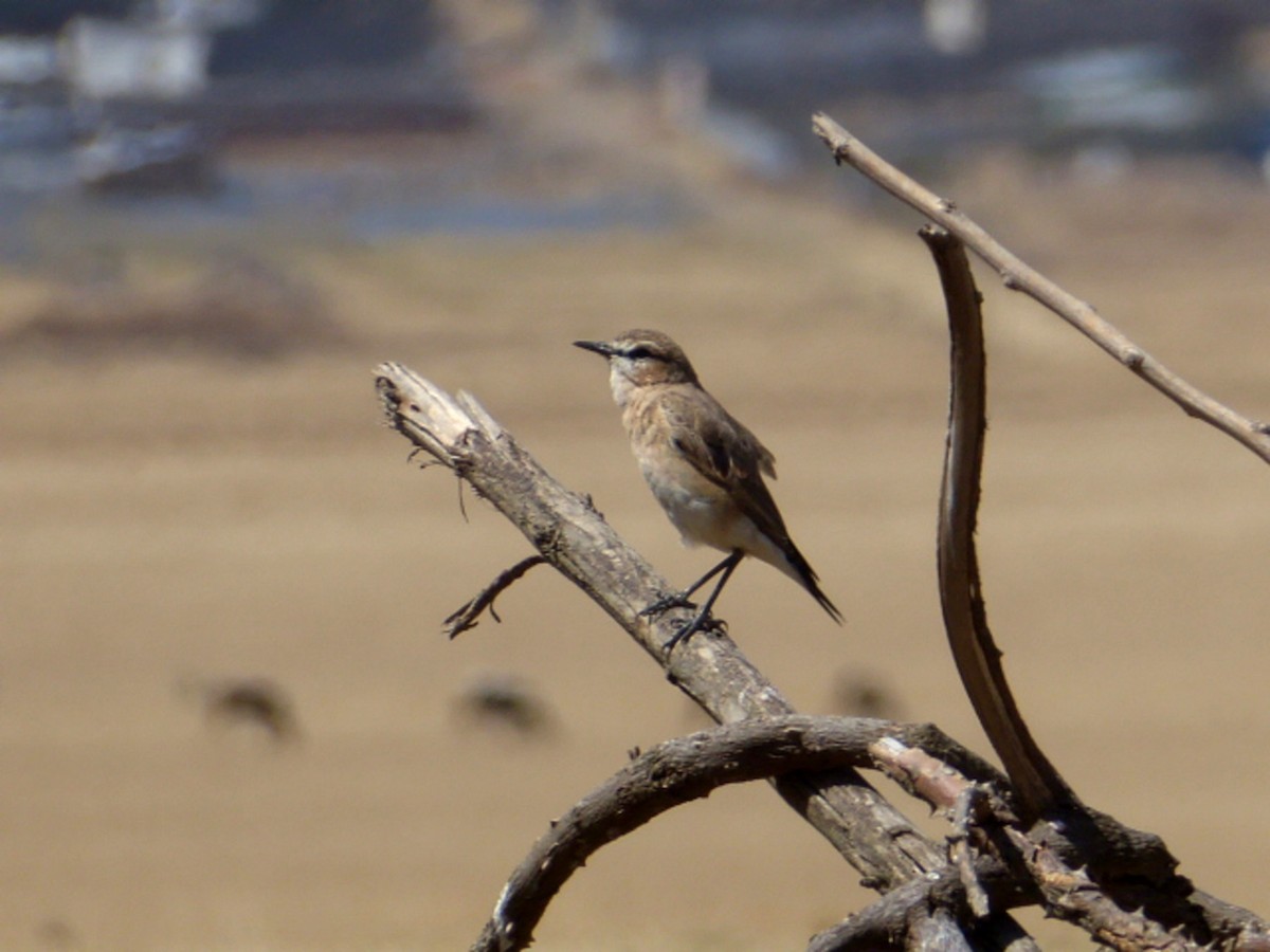 Isabelline Wheatear - ML613811382