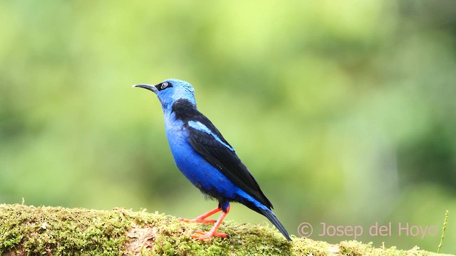 Red-legged Honeycreeper - ML613811400