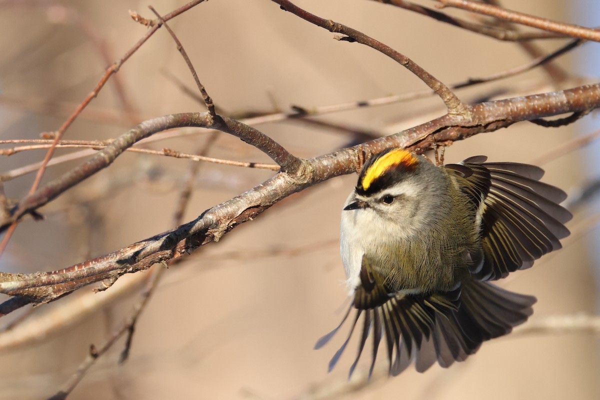 Golden-crowned Kinglet - Joe Ballschneider