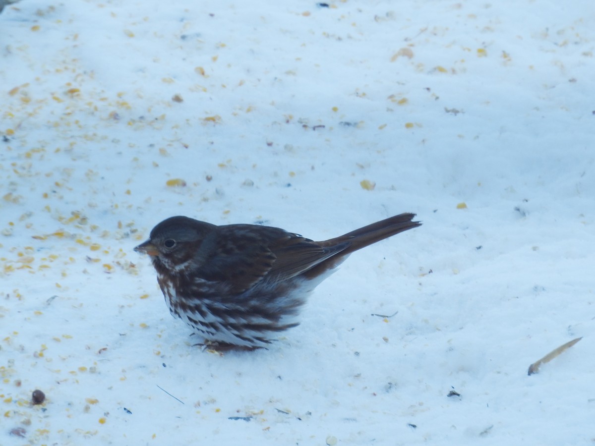 Fox Sparrow - ML613811432