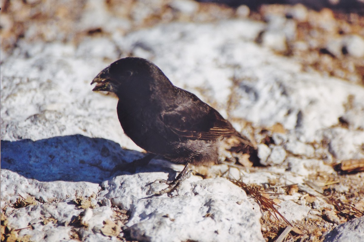 Vegetarian Finch - ML613811581