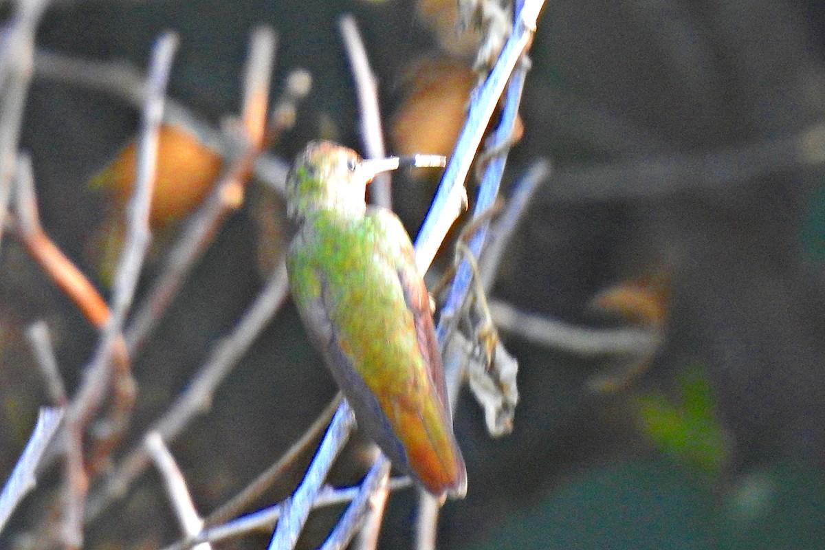 kolibřík zlacený - ML613811723