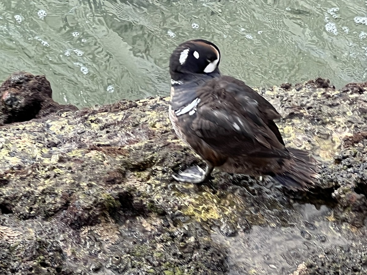 Harlequin Duck - Joyce Lewis