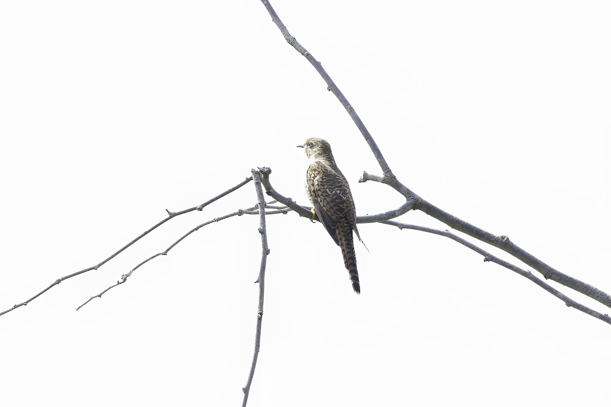 Plaintive Cuckoo - ML613811775