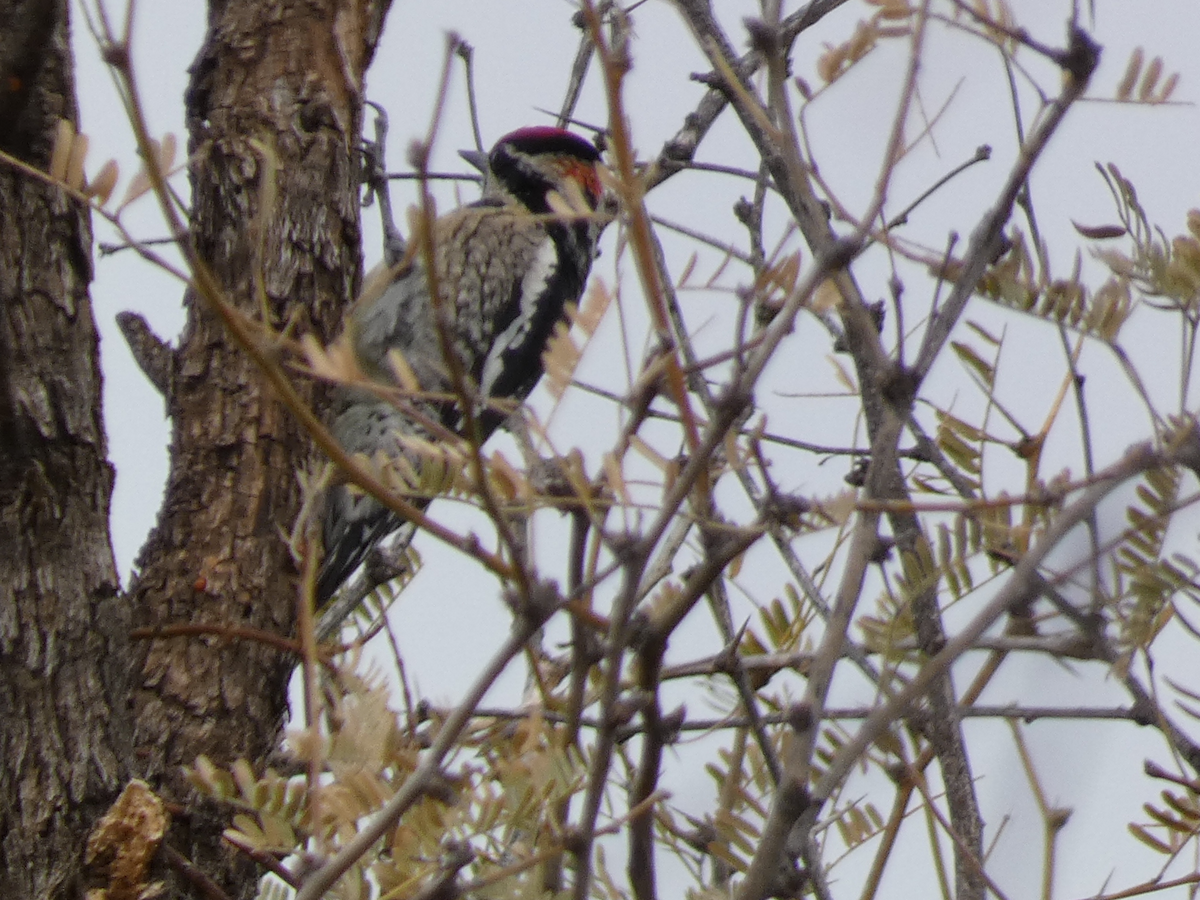 Red-naped Sapsucker - Carolyn Sanders