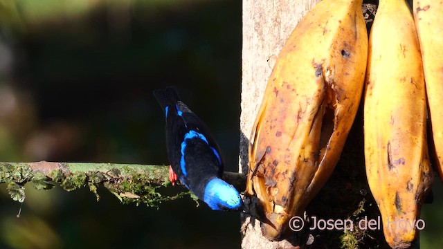 Red-legged Honeycreeper - ML613811865