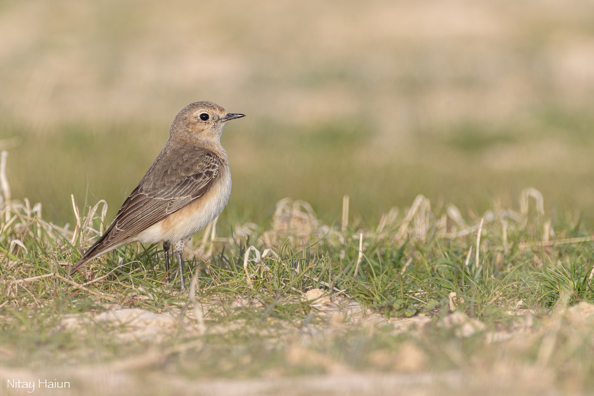 Pied Wheatear - nitay haiun