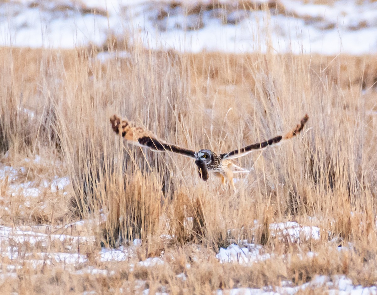 Short-eared Owl - shawn mason