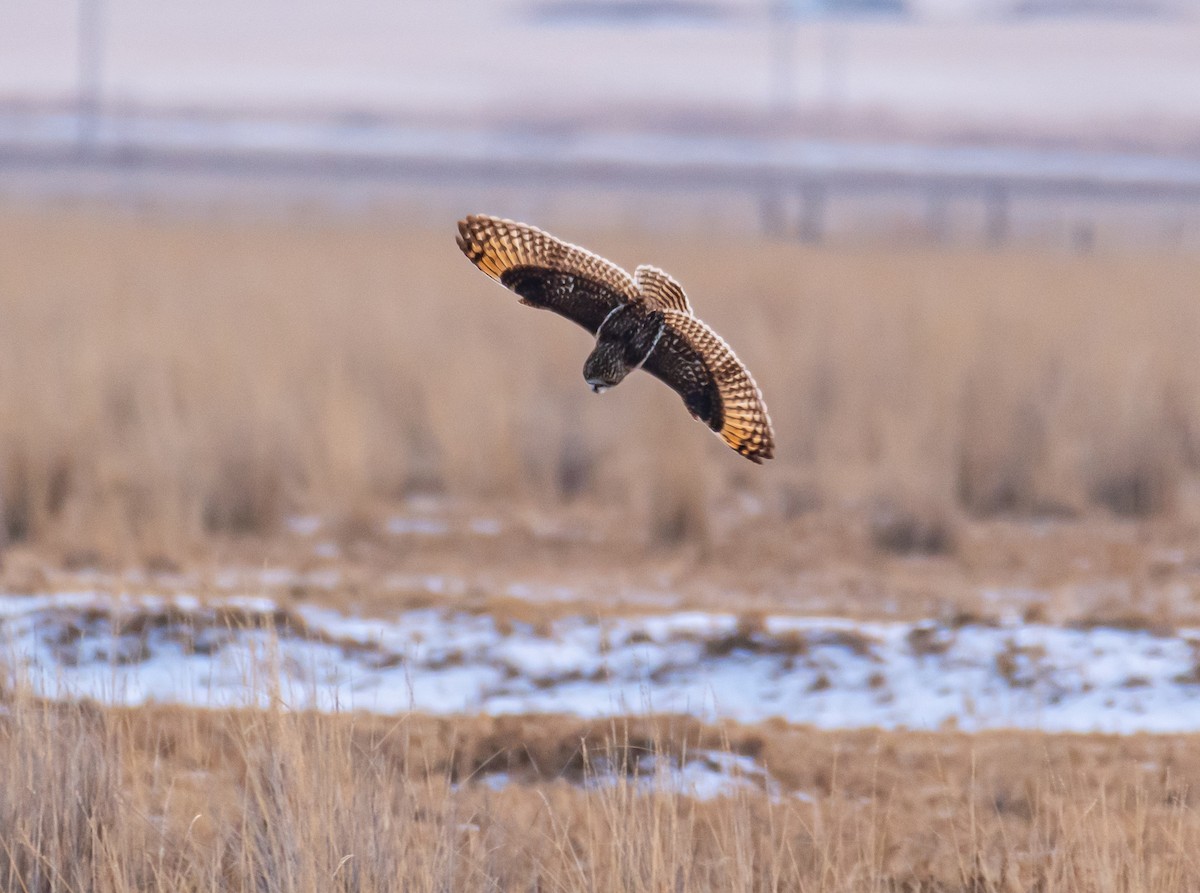 Short-eared Owl - shawn mason