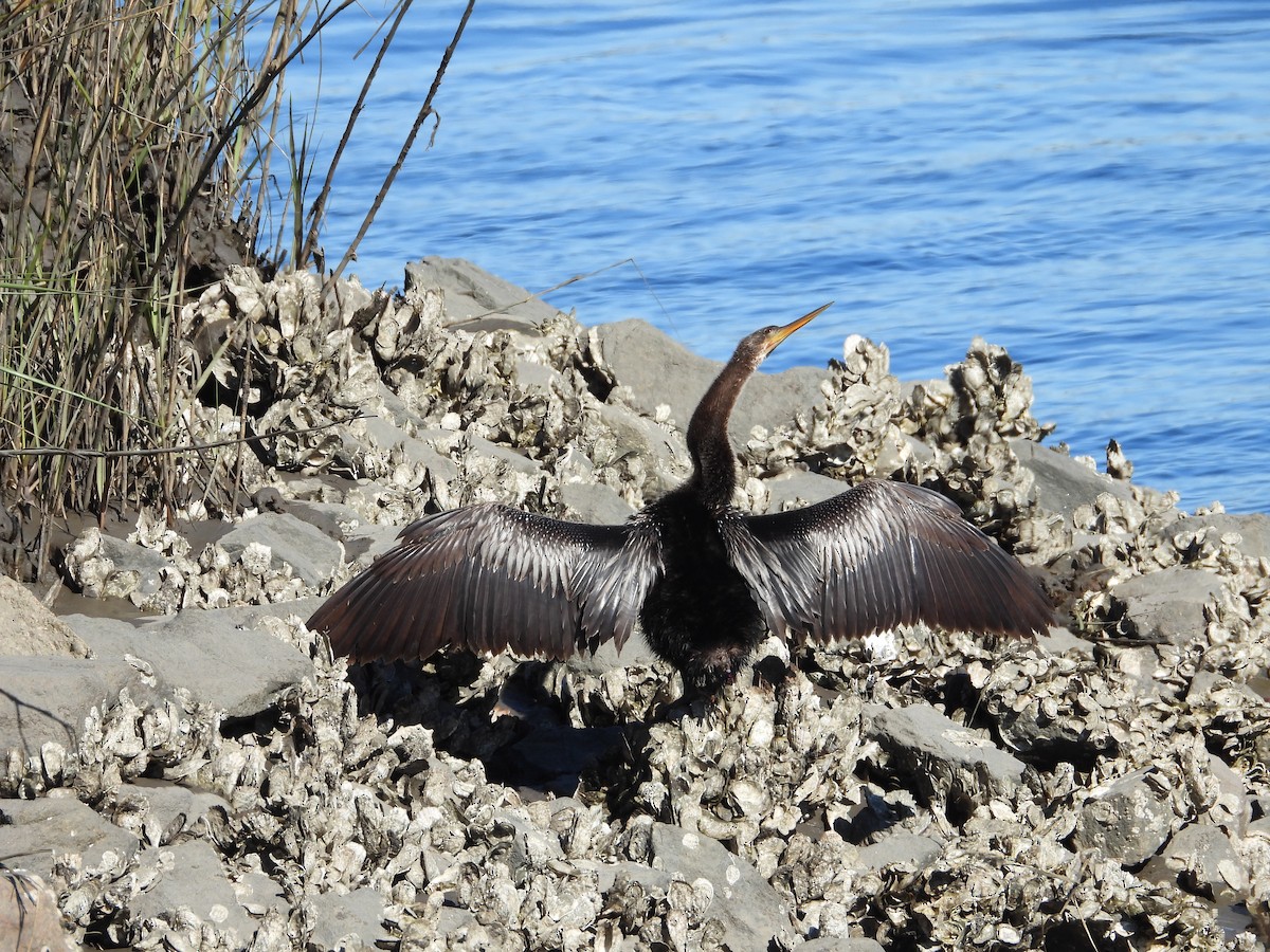 Anhinga - ML613811930