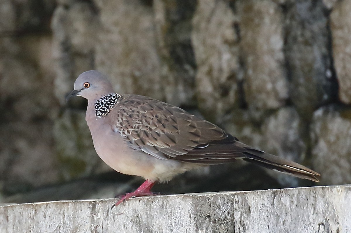 Spotted Dove (Eastern) - ML613811932