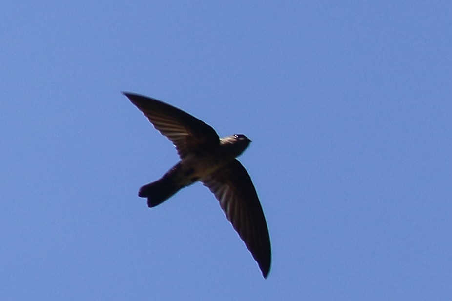 Cave Swiftlet - ML613811946