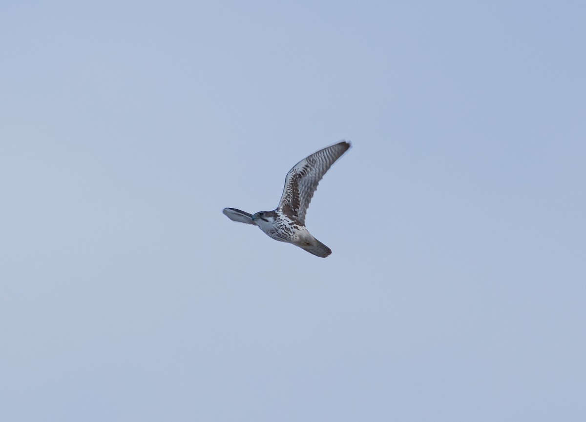 Prairie Falcon - ML613811952